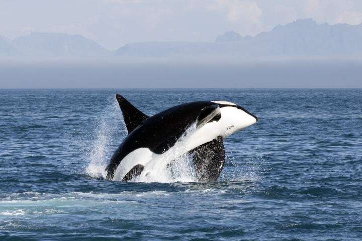 Seal-eating killer whales accumulate large amounts of harmful pollutants