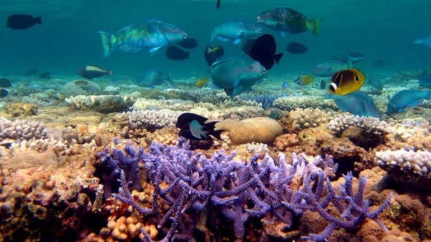 Researchers find ways that may help coral reefs recover from climate change impacts.