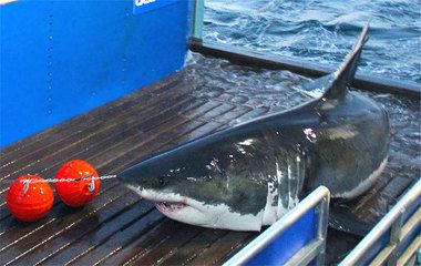 Mary Lee great white shark