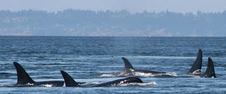 orcas, orca pod, Puget Sound orcas, killer whales