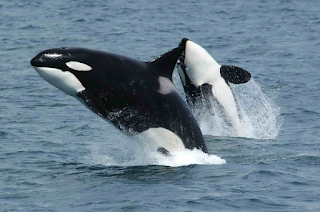two orcas breaching