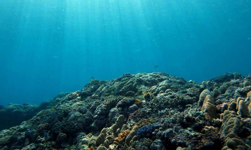 Warmer, lower-oxygen oceans will shift marine habitats