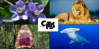 CITES, CITES Animal and Plant Committee, Lion, purple flower, hammerhead shark