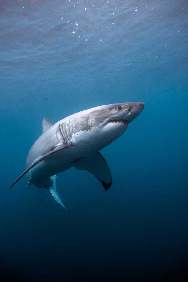 UPS halts shark fin shipments photo