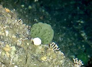 green deep-sea sponge, NOAA