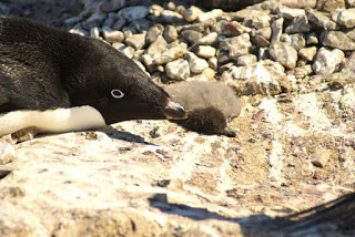 adelie penguin, penguin, penguin chick