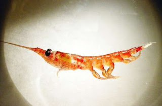 krill, marine food chain, Antarctic krill, Antarctica, krill swarm