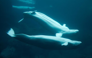 Beluga Whales