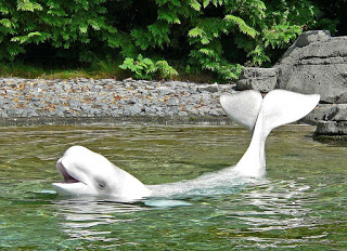 beluga whale Vancouver Aquarium