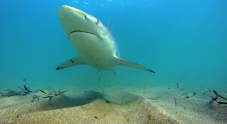 shark, migration, shark migration, North Carolina, Florida, blacktip shark