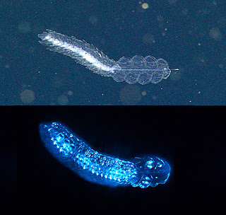 bioluminescent deep sea animal