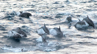 British Columbia, West Coast Vancouver Island, Bottlenose Dolphins