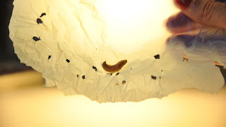 plastic eating caterpillar