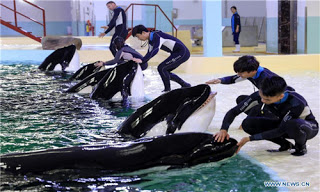 killer whale breeding facility