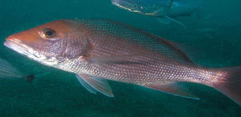 Ciguatera fish poisoning predicted to increase with rising ocean temperatures