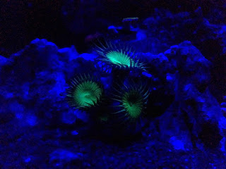 coral fluorescent