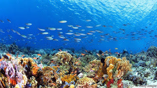 coral reef, selective coral bleeding, cross coral breeding, coral genetic engineering