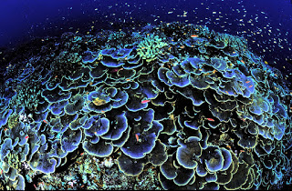 coral reef tourism, coral reef, USFWS