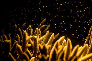 coral spawning, coral sperm