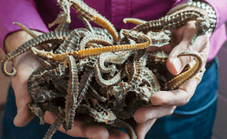 dead seahorses, dried seahorses