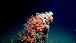 deep sea corals, NOAA Ocean Exploration and Research