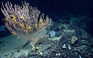 deep water corals