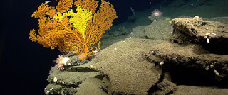 deep sea coral, NOAA