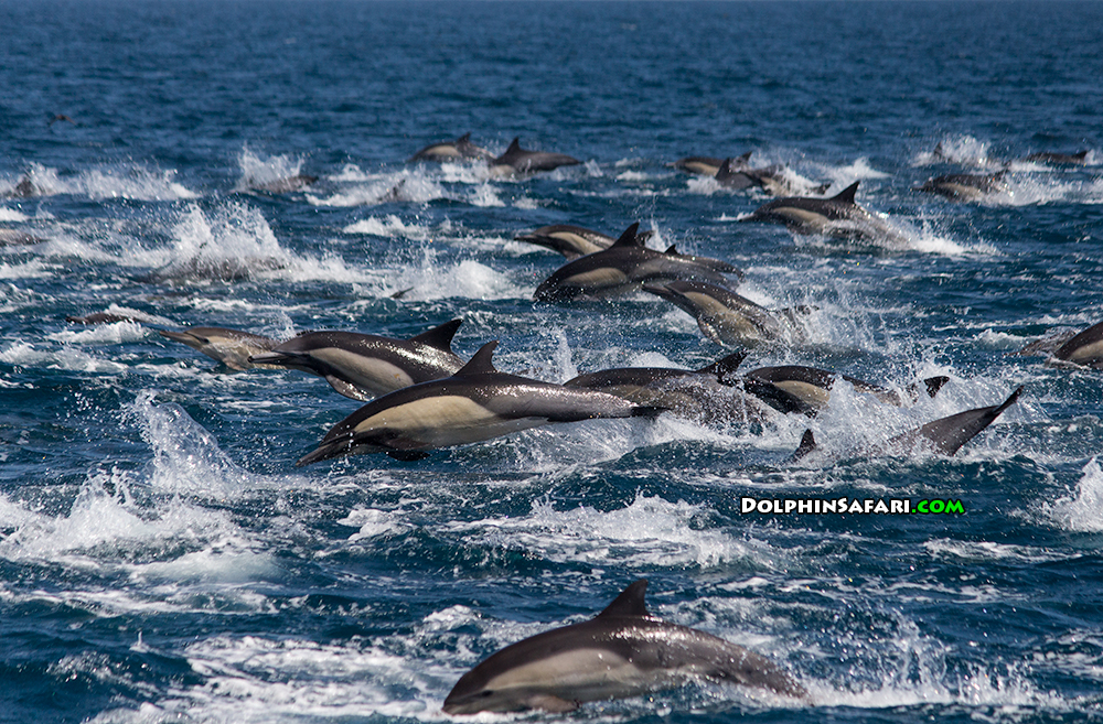 dolphin megapod california
