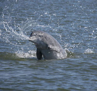 dolphin splashing