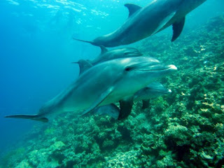 dolphins, dolphins swimming, dolphins in the wild