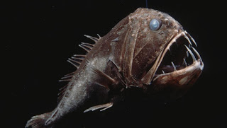 fangtooth, deep sea animal gene patents