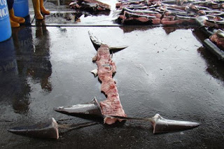 finned shark