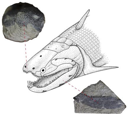 An undated illustration shows the Early Devonian bony fish called Psarolepis romeri found in south China. REUTERS/Courtesy of Qingming Qu and Min Zhu/Handout via Reuters
