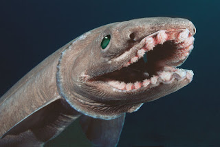 frilled shark, deep sea shark