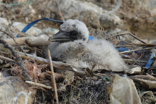 gannet chick, plastic in seabird, plastic lined nest