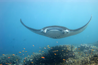 giant manta ray, endangered species act