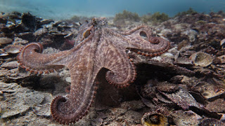 octlantis, gloomy octopus, gloomy octopuses, Australia