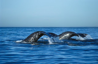 gray whales, California