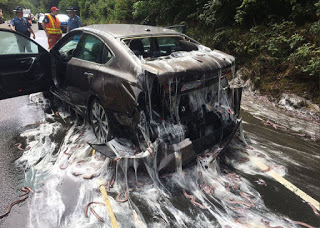 hagfish, slime eels, hagfish highway, slime eels highway