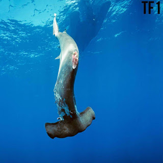 hammerhead shark with fins cut off, shark finning