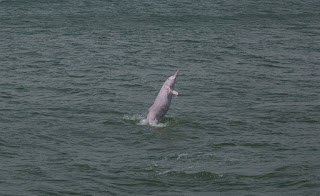 Chinese white dolphin, Hong Kong, dolphins