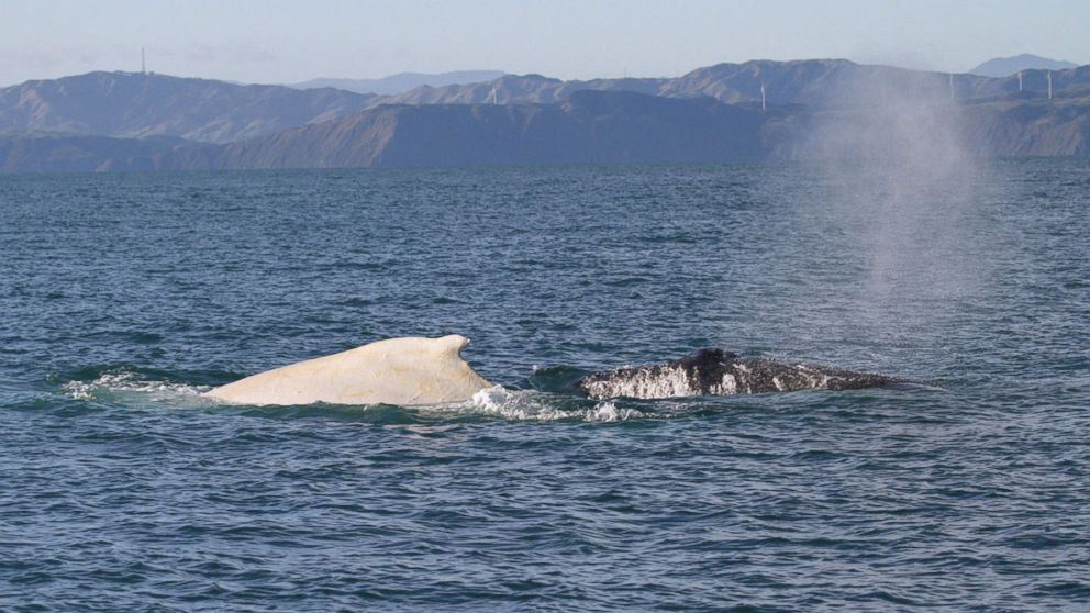 PHOTO: A white humpback whale with a normal black humpback whale on July 5, 2007 in Cook Strait, New Zealand.