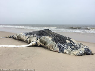 beached humpback whale, humpback whale, Queens New York