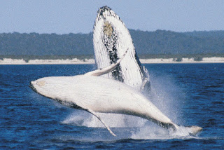 humpback mother and breaching calf