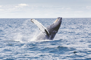 humpback whale, humpback whale breaching, humpback whale jumping