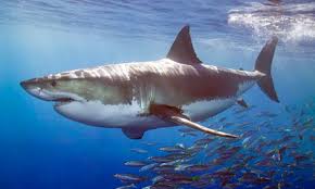 Image result for great white shark