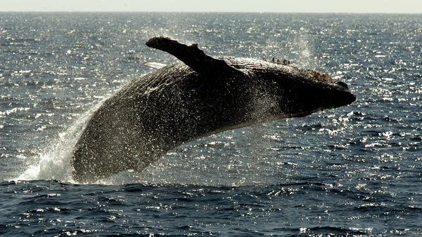 Humpback whale