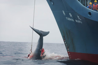 japan whaling, whaling, japan