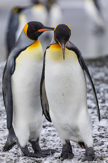king penguins, extinction, Antarctica