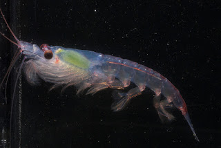 krill, Antarctic krill, microplastics, nanoplastics